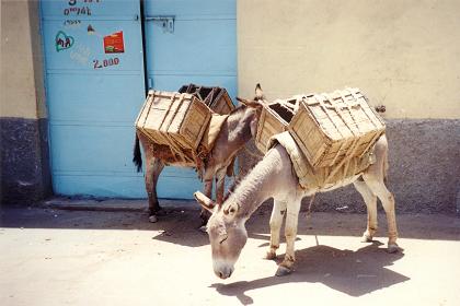 Ethiopian rucksack tourists in front of their backpacker budget hotel in Asmara Eritrea