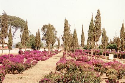 A tree for every martyr (memorial of the 1961-91 liberation struggle)