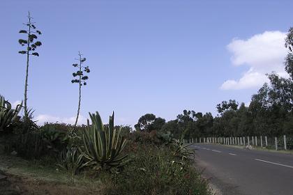 The road to Massawa, two kilometers from Asmara. 