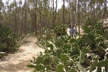 Cacti in the Asmara zoo