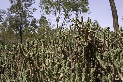 Cacti in the Asmara zoo
