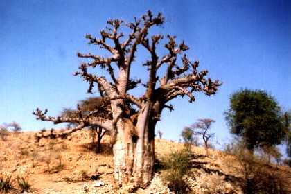 Eritrea - Adi Keshi (near Barentu) Bau Bau tree. This tree can be found in a lot of places in Eritrea. It carries cone shaped fruits (Deleb). 