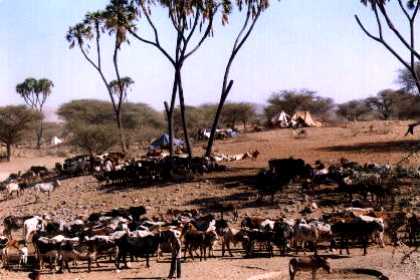Eritrea - Adi Keshi: Refugee-camp. Some refugees had the opportunity to take their livestock with them.
