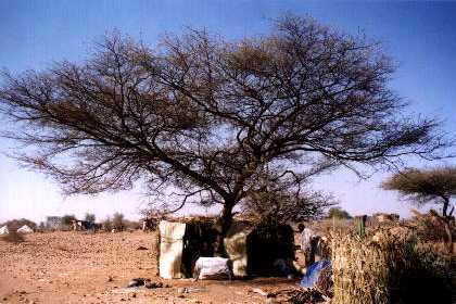 Eritrea - Adi Keshi. Temporary residence of my mother.
