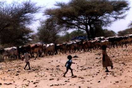 Eritrea - Adi Keshi: Children herding the cattle.