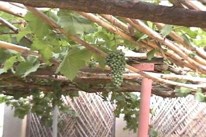 The grapes in front of the house of Hansu and Afworki.