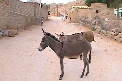 "Adgi" (donkey) in the streets of Keren Eritrea.