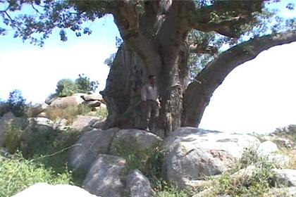 Huge trees in he Elabered region.