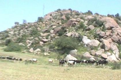 Hundreds of Dutch cows grazing in Elabered.