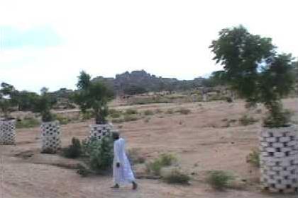 Avenue of  white-brick tree surrounds, to protect the Nim trees against the goats.