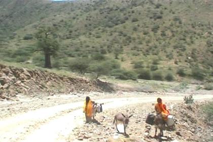 Donkeys as means of transport on the road to Afabet.