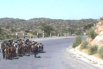 Flock of goats on the road to Dekemhare.
