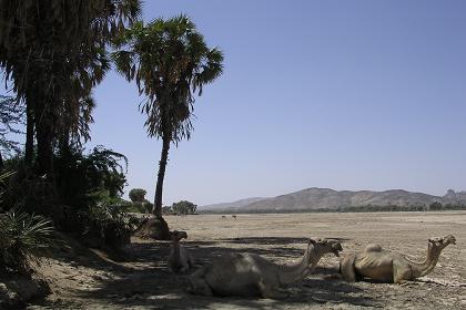 Banks of the Barka River - Agordat Eritrea.