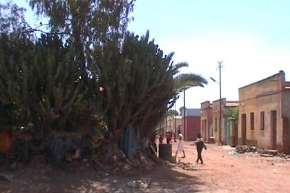 Haz Haz - Asmara Eritrea.