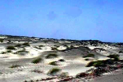 Sand dunes and scattered vegetation in the Denkalia dessert.