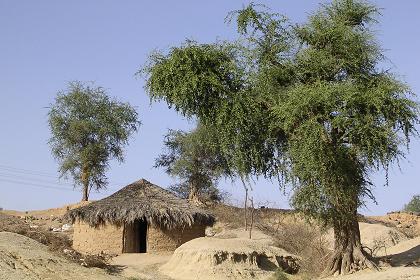 Capricious landscape on the river bank - Barentu Eritrea.