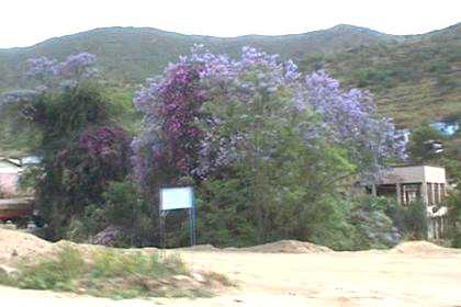 Blooming tree - Ghinda Eritrea.