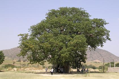 Keren - Mariam Dearit - an ancient baobab tree, containing the shrine of St. Mariam Dearit, a statue of the Virgin Mary.