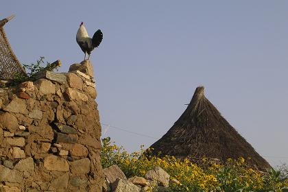 Scenes of Keren - walking to the livestock market.