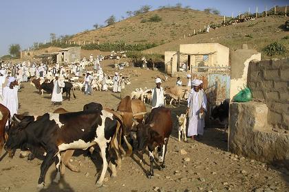 Keren Eritrea - livestock market.