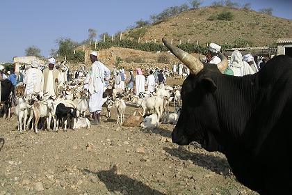 Keren Eritrea - livestock market.