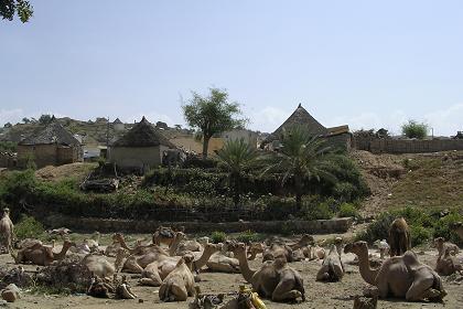 Walking through Keren Eritrea.