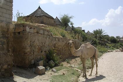 Walking through Keren Eritrea.