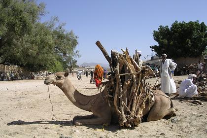 Camels carrying wood to the market - Keren Eritrea.
