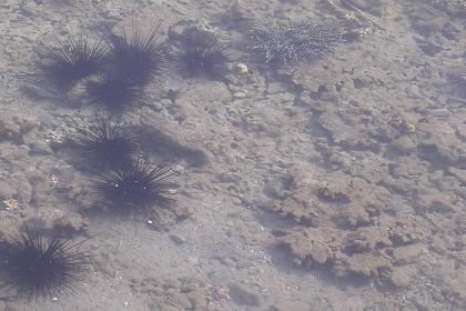 Crystal clear water in the port area of Massawa Eritrea.