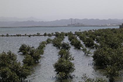 Mangrove forest of the Manzanar Project in Massawa Eritrea.