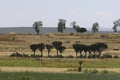 The landscape some kilometers outside Mendefera.