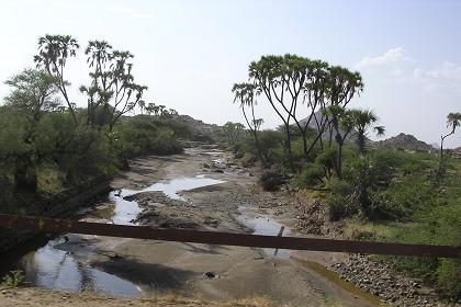 The green banks of the Gash River - Tesseney Eritrea.
