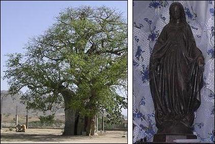 The sanctuary of Our Lady Mariam Dearit in a huge,  more than 500 years old baabab tree - Keren Eritrea.