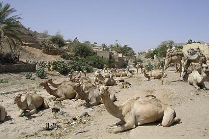 Camels resting in the sun - Keren Eritrea.