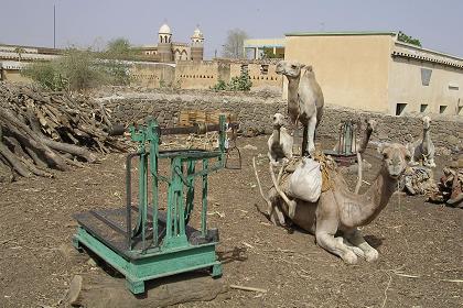 Market for fire wood - Agordat Eritrea.