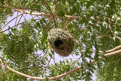 Even the birds feel at ease on Almaz' hotel compound.