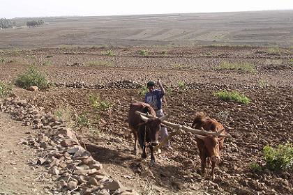 Farmer ploughing his land - Adi Quala Eritrea.