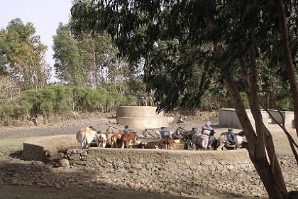 Local people and cattle gathered at the well - Adi Quala Eritrea.