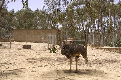 Ostrich in the Asmara zoo - Amara Eritrea.