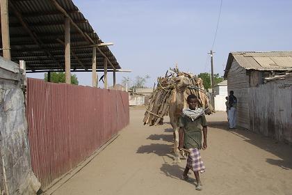 Camel carrying wood in Edaga Berai - Massawa Eritrea.