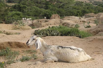 The landscape around Keren Eritrea (on my way to Mariam Dearit).