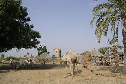 Small village on the bank of the Barka river - Agordat Eritrea.