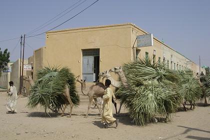 Carrying palm leaves to the market - Agordat Eritrea.
