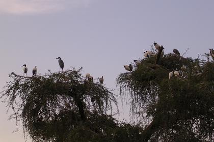 Bird life - Barentu Eritrea.