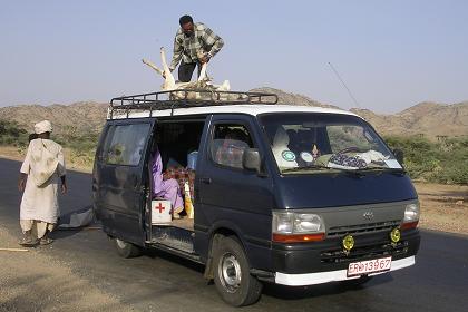 Life stock loaded on the mini bus between Barentu and Agordat.