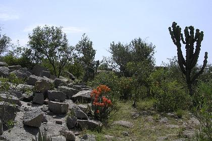 Landscape - Segeneyti Eritrea.