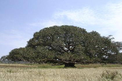 Da'aro Hamushte  - Segeneyti Eritrea.