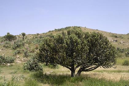 Giant cactus - Segeneyti Eritrea.