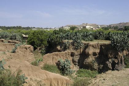 Canyons, cacti and blooming thistles  - Decemhare Eritrea.