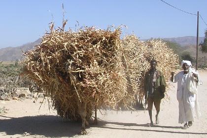 Carrying the harvest to the market - Keren Eritrea.